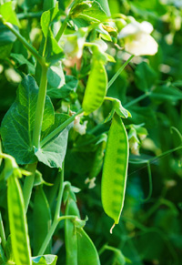 canstockphoto12917053small