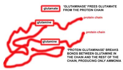Glutaminase02