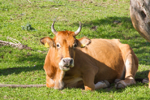 canstockphoto12173674small