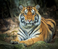 canstockphoto16240006