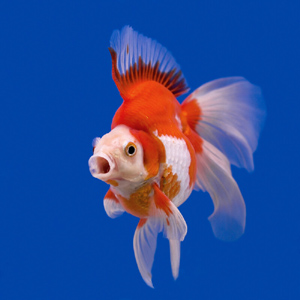 canstockphoto25403324small