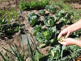gardencabbage
